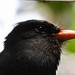 Chora-chuva - Black-fronted Nunbird