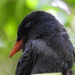 Chora-chuva - Black-fronted Nunbird