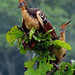 Hoatzin, Opisthocomus hoazin