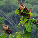 Hoatzin, Opisthocomus hoazin