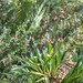 Miltonia clowesii 0463-1; Orchidaceae (2)