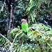 Red-fan Parrot