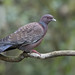 Picazuro Pigeon (Patagioenas picazuro)