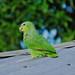 Orange-winged Parrot