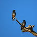 Swallow-winged Puffbird