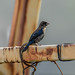 Blue-black Grassquit - DEL_4891-LR