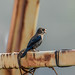 Blue-black Grassquit - DEL_4890-LR