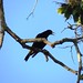 Yellow-rumped Cacique