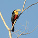 Green-billed Toucan (Ramphastos dicolorus)