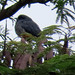 Swallow-winged Puffbird, Chelidoptera tenebrosa