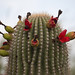 A fruit laden, until the birds consume the fruit as their reward for pollination, Saguaro Cactus (Carnegiea Gigantea) | Dove Mountain, AZ, USA 01/Jul/2024