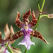 Miltonia clowesii 0463-1; Orchidaceae (3)
