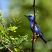 0P7A9422    Red-legged Honeycreeper,  Panama