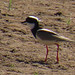 Pied Plover, Hoploxypterus cayanus