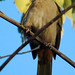 Bluish-gray Saltator, Saltator coerulescens