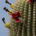 Juvenile Verdin (Auriparus Flaviceps) feasting on Saguaro Cactus fruit | Dove Mountain, AZ, USA 02/Jul/2024