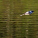 White-winged Swallow, Tachycineta albiventer