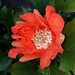Granatapfel (Punica granatum) Blüte