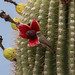 Juvenile Verdin (Auriparus Flaviceps) feasting on Saguaro Cactus fruit | Dove Mountain, AZ, USA 02/Jul/2024