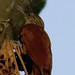 Buff-throated Woodcreeper, Xiphorhynchus guttatus