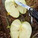 Apple Pocket Knife Spain Extremadura © Apfel Taschenmesser Spanien España ©