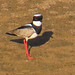 Pied Plover, Hoploxypterus cayanus