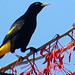 Yellow-rumped Cacique, Cacicus cela