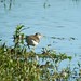 chevalier grivelé (spotted sandpiper)