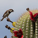 House Sparrow (Passer Domesticus) on a Saguaro Cactus | Dove Mountain, AZ, USA 02/Jul/2024