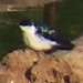 White-winged Swallow, Tachycineta albiventer