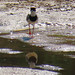 Pied Plover, Hoploxypterus cayanus