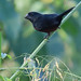 Blue-black Grassquit, Volatinia jacarina