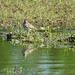 chevalier grivelé (spotted sandpiper)