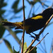 Yellow-rumped Cacique, Cacicus cela