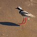 Pied Plover, Hoploxypterus cayanus