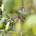 Yellow Tyrannulet