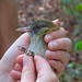 Bright-rumped Atilla