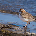 Chorlito de collar (Charadrius collaris)