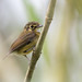 White-throated Spadebill