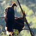 Hoatzin, Opisthocomus hoazin