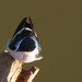 White-winged Swallow, Tachycineta albiventer