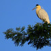 Capped Heron, Pilherodius pileatus