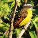 Rusty-margined Flycatcher ,Myiozetetes cayanensis