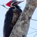 Lineated Woodpecker, Dryocopus lineatus