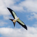 Swallow-tailed Kite (Elanoides forficatus)  - Vero Beach, Florida