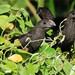 Smooth-billed Ani, Crotophaga ani