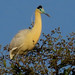 Capped Heron, Pilherodius pileatus