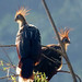 Hoatzin, Opisthocomus hoazin