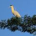 Capped Heron, Pilherodius pileatus