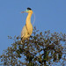 Capped Heron, Pilherodius pileatus